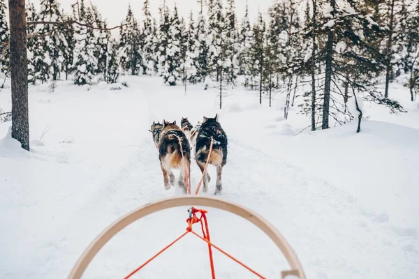 Rider Husky Hundar Sledge Snö Vinter Skog Finland Lappland — Stockfoto