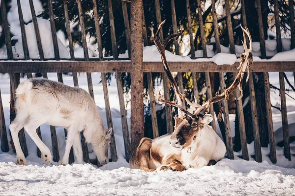 Sobí Farmě Zimě Sníh Finské Laponsko — Stock fotografie