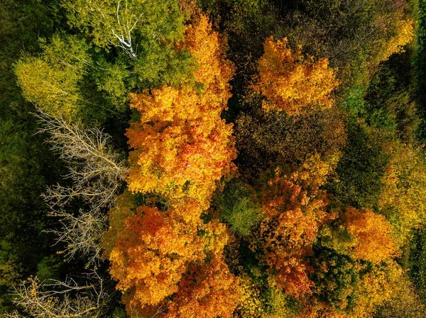 Aerial View Autumn Forest Beautiful Landscape Trees Green Red Orange — Stock Photo, Image