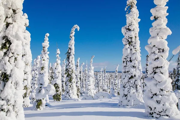 芬兰拉普兰美丽的冬季风景与雪树 冬天的冰冻森林 斯堪的那维亚被冰雪覆盖的树木 — 图库照片