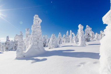 Güzel kış manzara Lapland, Finlandiya için karlı ağaçları ile. Kışın donmuş orman. Buz ve kar İskandinavya'kapsamında ağaçlar