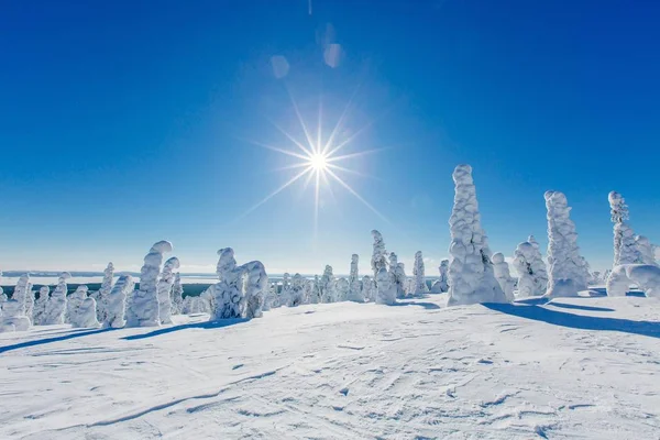 Bela Paisagem Inverno Com Árvores Nevadas Lapônia Finlândia Floresta Congelada — Fotografia de Stock