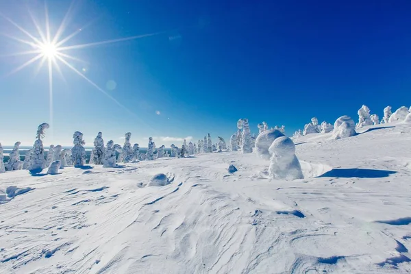 라플란드 핀란드의 나무와 풍경입니다 겨울에 얼어붙은 비아에서 얼음으로 — 스톡 사진