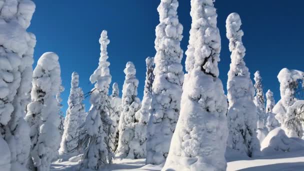 Luchtfoto Van Koude Winter Met Veel Sneeuw Blauwe Hemel Winterlandschap — Stockvideo