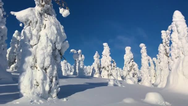 雪と青空の多い寒い冬の空撮 フィンランド ラップランドの冬の風景 — ストック動画