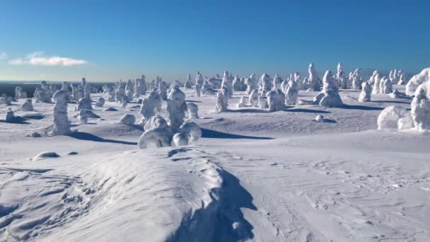 寒冷的冬天的鸟图 有很多雪和蓝天 芬兰拉普兰的冬季景观 里伊松派国家公园 — 图库视频影像