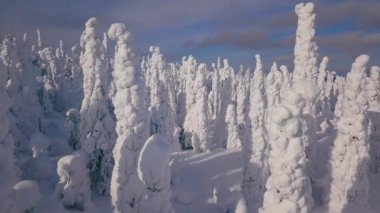 Kar ve mavi gökyüzü çok soğuk kış hava görünümünü. Finlandiya Lapland kış manzarası. 