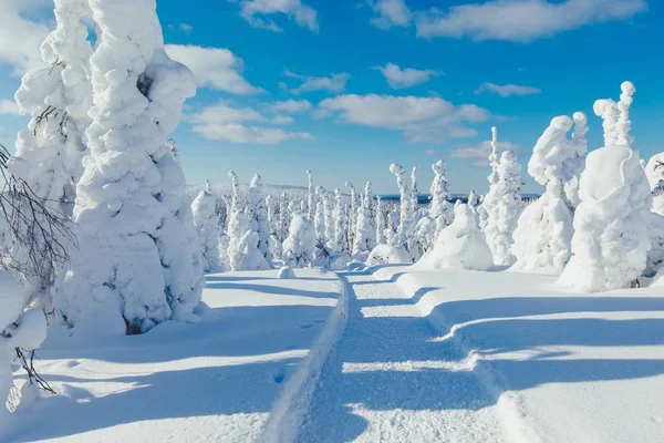 Studená Zima Spoustou Sněhu Modré Oblohy Zasněžené Jedle Pozadí Krásné — Stock fotografie