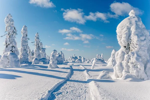 Studená Zima Spoustou Sněhu Modré Oblohy Zasněžené Jedle Pozadí Krásné — Stock fotografie