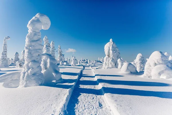 Koude Winter Met Veel Sneeuw Blauwe Hemel Sneeuw Bedekt Dennenbomen — Stockfoto