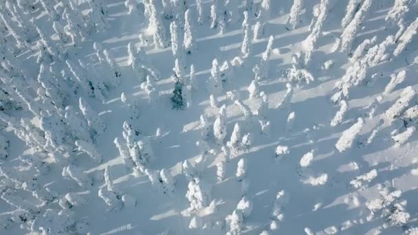 Vue Aérienne Hiver Froid Avec Beaucoup Neige Ciel Bleu Paysage — Video