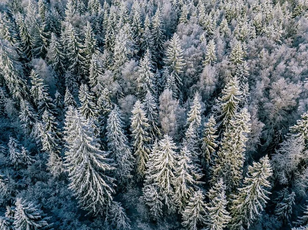 Vista Aérea Del Fondo Invernal Con Pinos Bosque Blanco Invierno — Foto de Stock