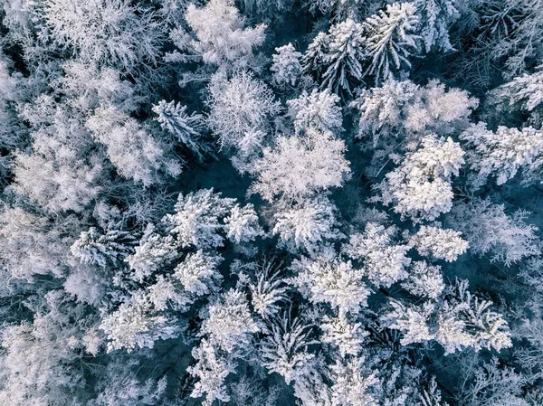 Aerial View Winter Background Pine Trees White Winter Forest Covered — Stock Photo, Image