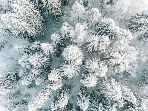 Luftaufnahme Des Winterhintergrundes Mit Kiefern Weißer Winterwald Mit Schnee Bedeckt — Stockfoto