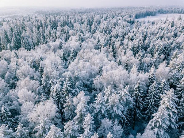 鸟图冬天背景与松树 白色的冬天森林覆盖着雪 从上面看风景 — 图库照片