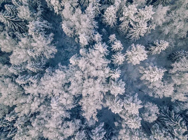 Aerial View Winter Background Pine Trees White Winter Forest Covered — Stock Photo, Image