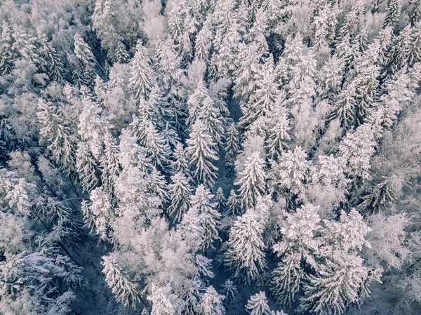 Vista Aérea Del Fondo Invernal Con Pinos Bosque Blanco Invierno — Foto de Stock