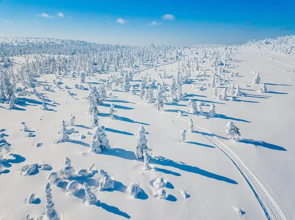 芬兰拉普兰白色冬季森林的鸟图 雪覆盖的树木和乡村道路 — 图库照片