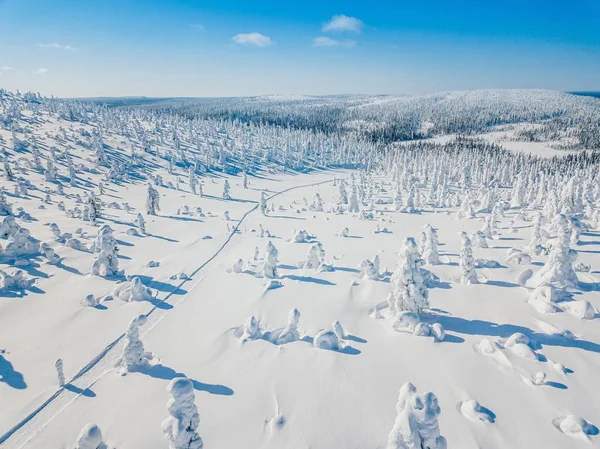 Vista Aérea Floresta Branca Inverno Com Árvores Cobertas Neve Estrada — Fotografia de Stock