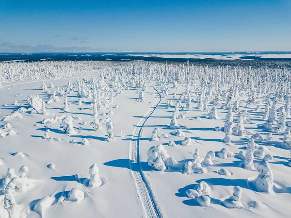 Flygfoto Över Vita Vintern Skog Med Snö Täckte Träden Och — Stockfoto