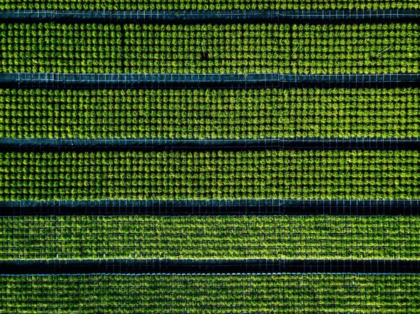 Aerial view of farmland and rows of crops. Green seedlings in rows in the greenhouse of Italy