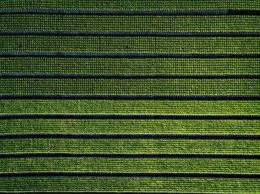 Havadan görünümü satır bitkileri ve tarım arazisi. İtalya'nın sera içinde satırlardaki yeşil fidan
