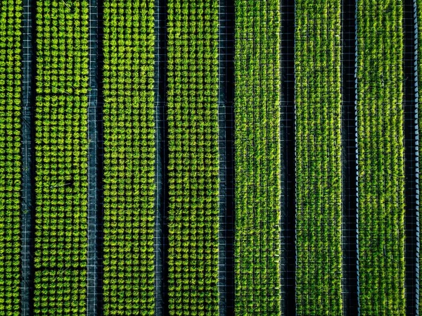 Aerial view of farmland and rows of crops. Green seedlings in rows in the greenhouse of Italy