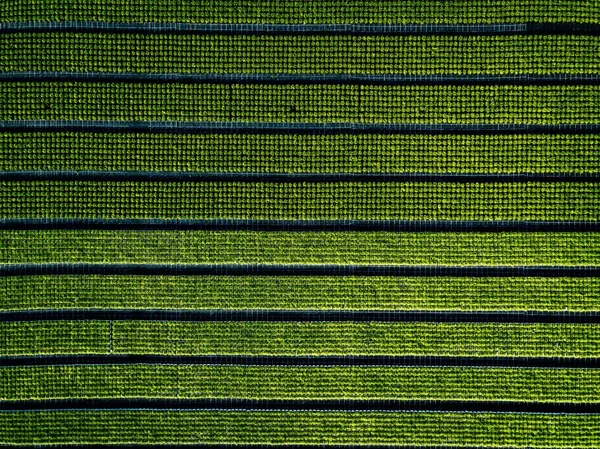 Вид Воздуха Пахотные Земли Ряды Сельскохозяйственных Культур Зеленые Саженцы Рядами — стоковое фото