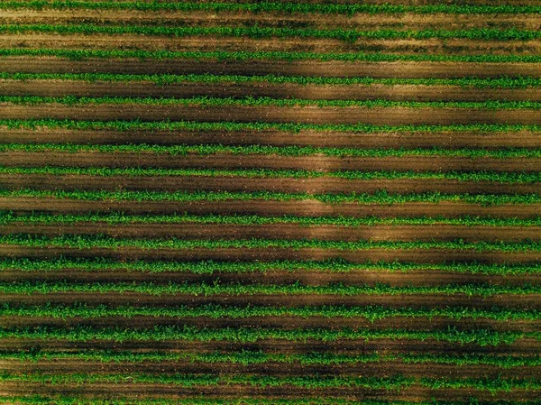 Vista Aérea Sobre Campos Vinha Itália Fileiras Videiras Vista Superior — Fotografia de Stock