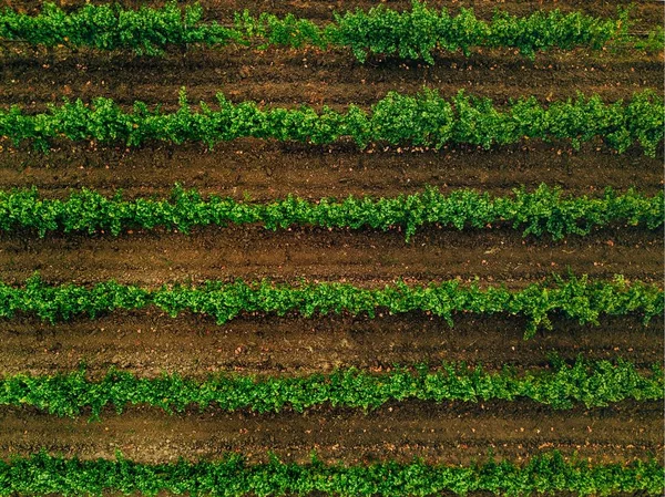 Luftaufnahme Über Weinfeldern Italien Reihen Von Weinreben Von Oben — Stockfoto