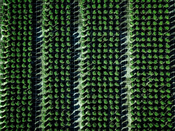 Vista aérea de tierras de cultivo y hileras de cultivos . —  Fotos de Stock