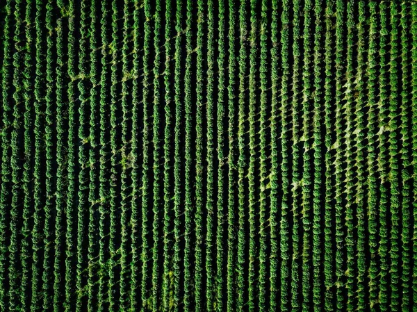 Flygfoto över jordbruksmark och rader av grödor. — Stockfoto