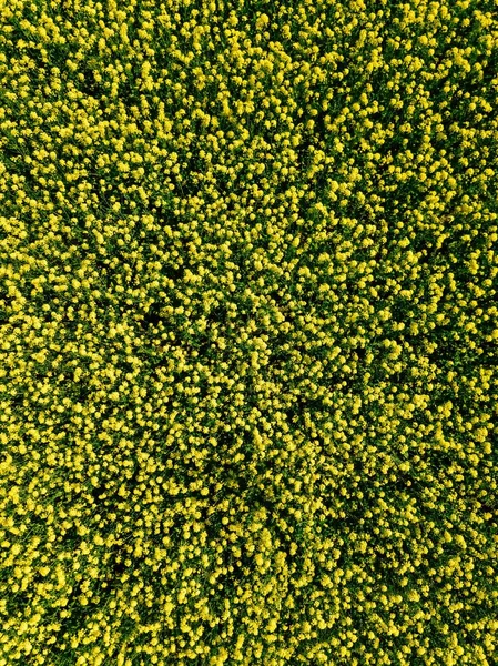 Vista aérea dos campos de colza amarelos em flor durante a primavera na Finlândia — Fotografia de Stock