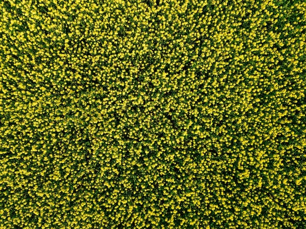 Vue aérienne des champs de colza jaune en fleurs pendant la saison printanière en Finlande — Photo
