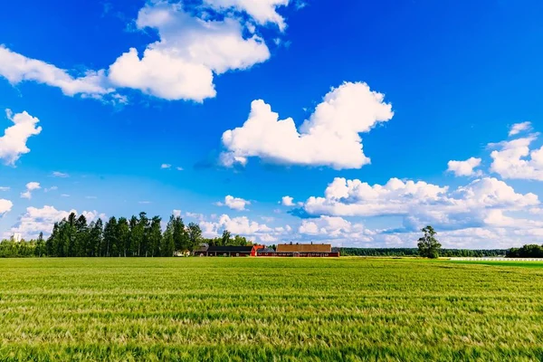 Rode boerderijgebouwen en groene veld van zomer tarwe in Finland — Stockfoto