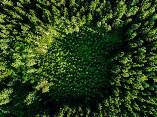 Vista aérea de los árboles verdes en el bosque — Foto de Stock