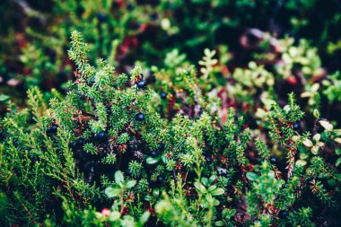 Black Crowberry yaz ormanında yakın çekim, Finlandiya Laponyası