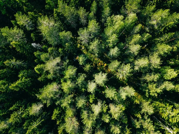 Vista aérea del verde bosque de verano . — Foto de Stock