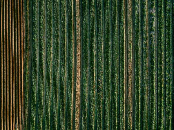 Flygbild av kål rader fält i jordbrukslandskapet — Stockfoto