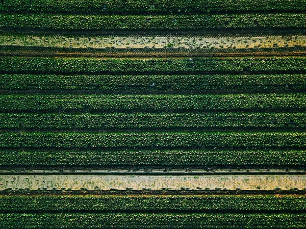 Vue aérienne du champ de rangées de choux dans le paysage agricole — Photo