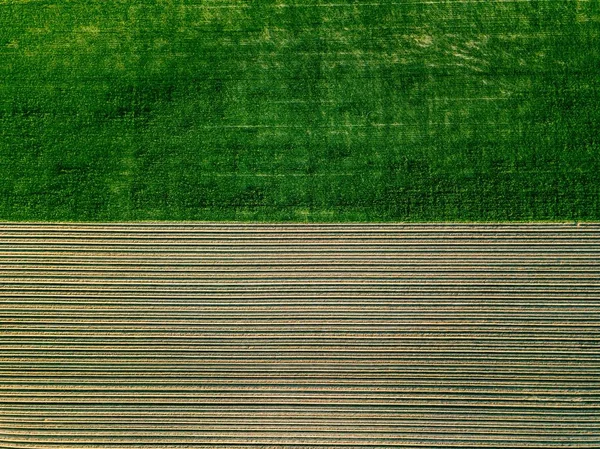 Luchtfoto van aardappel rijen veld in agrarische landschap — Stockfoto