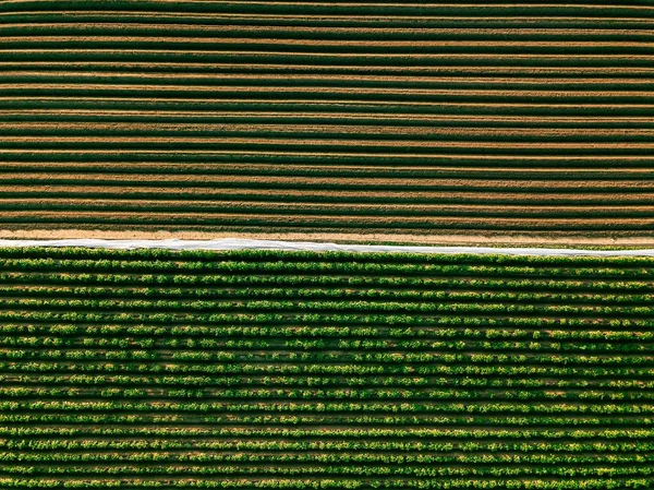 Widok z lotu ptaka na pole z rzędami ziemniaków w krajobrazie rolniczym — Zdjęcie stockowe