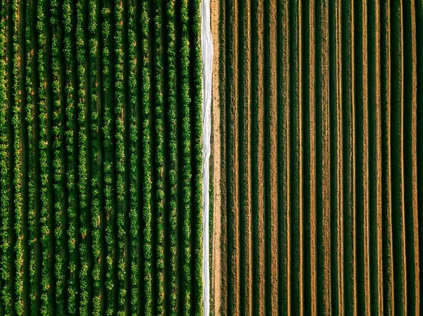Tarım arazisinde patates sıraları alanının havadan görünümü — Stok fotoğraf
