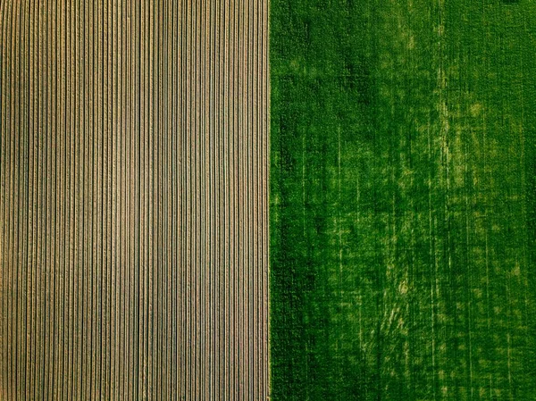 Vue aérienne du champ de pommes de terre en rangs dans le paysage agricole — Photo