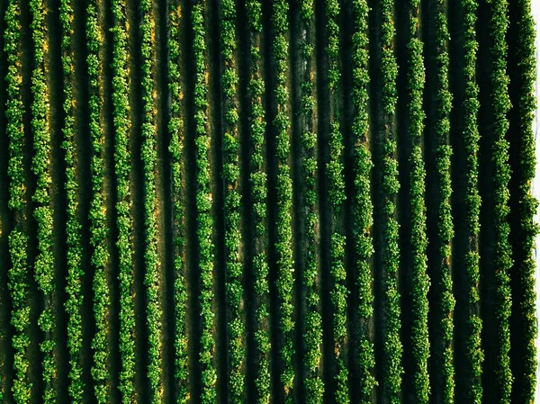 Vista aérea del campo de hileras de patatas en el paisaje agrícola — Foto de Stock