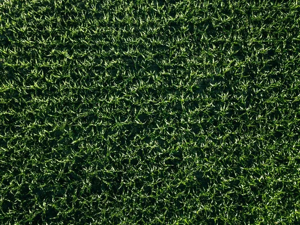 Sıra çizgileri ile yeşil mısır alanının havadan görünümü, yukarıdan üst görünümü — Stok fotoğraf