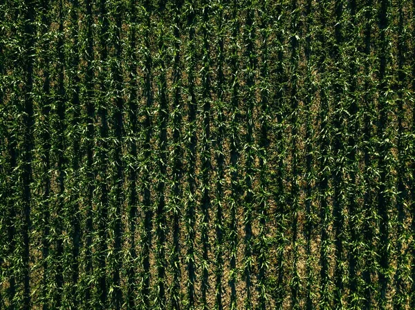 Aerial view of green corn field with row lines, top view from above — Stock Photo, Image