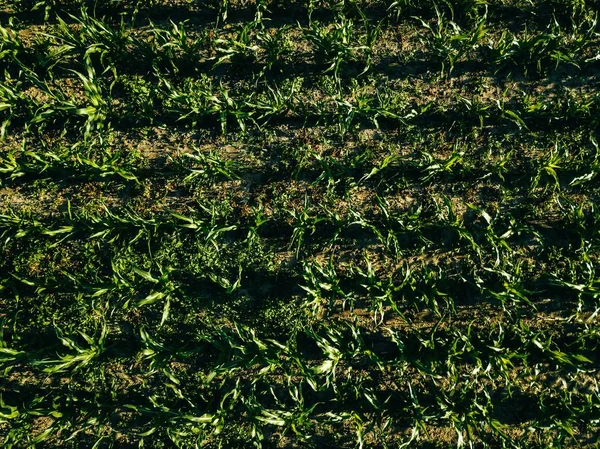 Luchtfoto van groene maïsveld met rijlijnen, Top uitzicht van bovenaf — Stockfoto