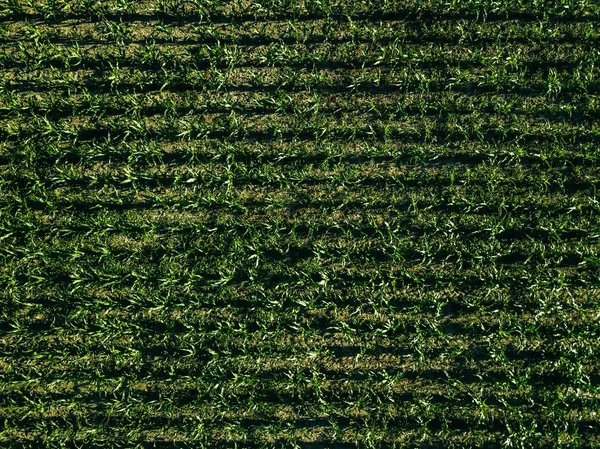 Vista aérea del campo de maíz verde con líneas de fila, vista superior desde arriba — Foto de Stock