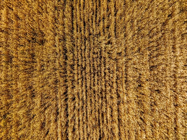 Вид с воздуха на поле сельскохозяйственных культур желтой пшеницы, вид сверху — стоковое фото